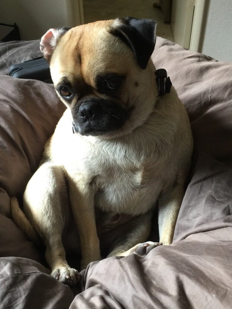 pug sitting on pillows on a bed